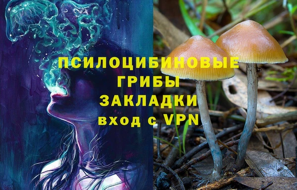 прущие грибы Алзамай